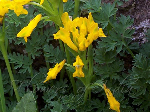 Dense-Raceme Corydalis